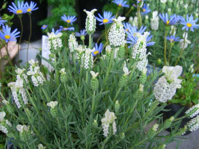 白いラベンダー 花屋 凜 より 今日の気分はこんな花