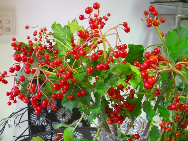 ビバーナムの紅い実 花屋 凜 より 今日の気分はこんな花