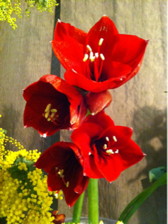 image-20110219185127.png