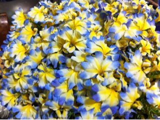 image-20110413171705.png