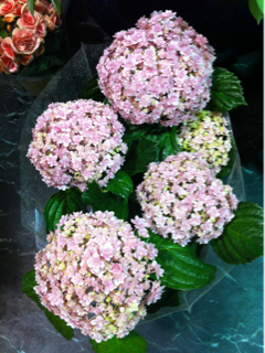 image-20110503172656.png
