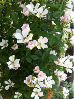 image-20110530154255.png